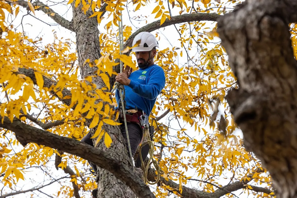 Skilled Dead Tree Removal crew working in Dix