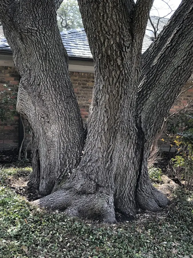 Mature heritage tree close to a Dix property cared for by certified arborists